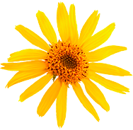 component image.